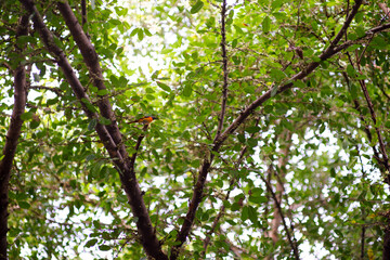 Leaf background, big tree, high angle view.