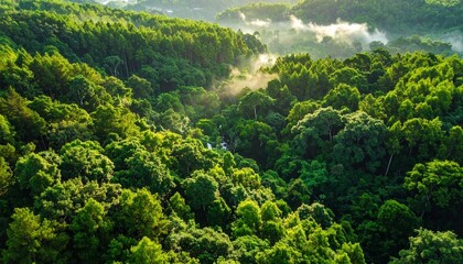 Fototapeta premium green forest in the mountains
