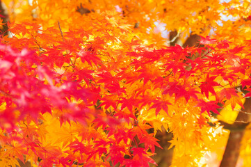 鮮やかに色づいた秋の紅葉と黄葉の美しい景色