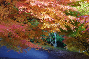長野県もみじ湖の色鮮やかな紅葉風景