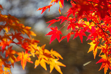 光に照らされる赤とオレンジの紅葉の枝