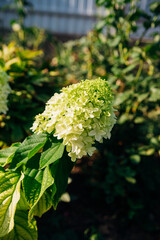 Green hydrangea flowers bloom in the garden, bright juicy leaves. Flower bed decoration.
