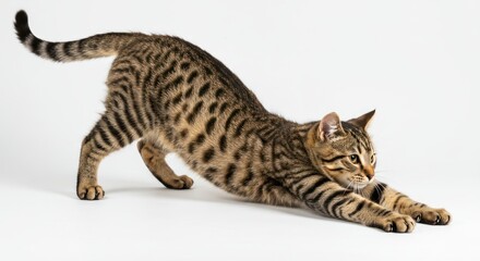 Striped Bengal Cat Stretching on White Background