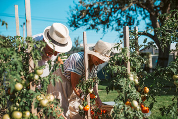 Senior couple working in garden as hobby.