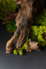 Abstract north nature scene with a composition of lichen, moss, and old snags.