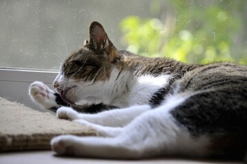 A serene tabby cat is stretched out on a sunlit floor, meticulously grooming its paw. This peaceful scene captures a tranquil moment of quiet self-care and blissful relaxation at home.