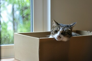 A cozy tabby cat rests peacefully inside a cardboard box, gazing out at the rainy day. This serene scene captures a perfect moment of quiet comfort and domestic bliss.