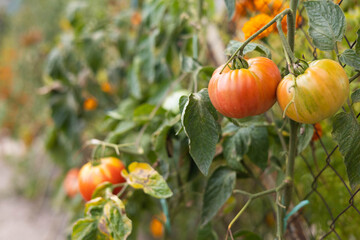 Ripe tomato plant growing in greenhouse. Tasty red organic tomatoes. Summer morning.