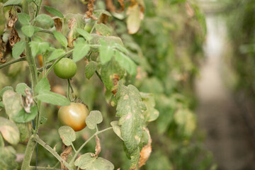 Small green unripe cherry tomatoes hanging on a thick vine with small yellow flowers, deep green leaves, and a wooden background. The tomatoes have thick shiny skin, green patterns, and hairy stalks.