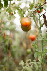 Ripe tomato plant growing in greenhouse. Tasty red organic tomatoes. Summer morning.