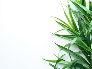 Fototapeta premium Fresh green leaves spread out on a clean white surface create a calming and natural aesthetic. The long, slender shapes add texture and contrast to the bright background.