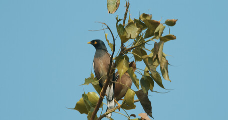 Agra, Uttar Pradesh, India. Motion Common Myna Takes Off From Branch. Indian Myna Bird In Family Sturnidae, Native To Asia. Omnivorous Open Woodland Bird. Species Poses Serious Threat To Ecosystems