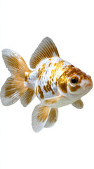 Beautiful pearlscale goldfish with vibrant orange and white patterns, gracefully swimming in serene environment