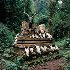 Mysterious jungle altar adorned with animal skulls and moss, surrounded by lush greenery, evokes sense of ancient rituals and nature beauty