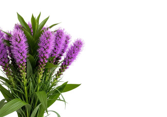 Fototapeta premium Vibrant purple liatris bouquet with green leaves on transparent studio background, 'happy Mother's Day' text, soft high-key light. Concept for Mother's Day celebration