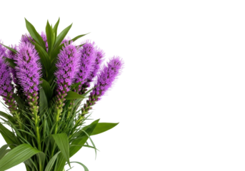 Vibrant purple liatris bouquet with green leaves on transparent studio background, 'happy Mother's Day' text, soft high-key light. Concept for Mother's Day celebration
