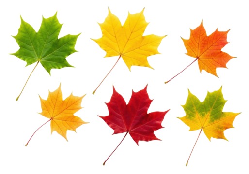Five distinct maple leaves, vibrant green to crimson, intricate veins, stems, isolated on transparent studio background with copy space. Concept of autumn seasonal beauty
