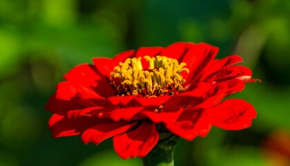 Vibrant red flower close-up