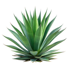 Fototapeta premium A vibrant green agave plant with sharp pointed leaves arranged in a rosette pattern isolated on transparent background