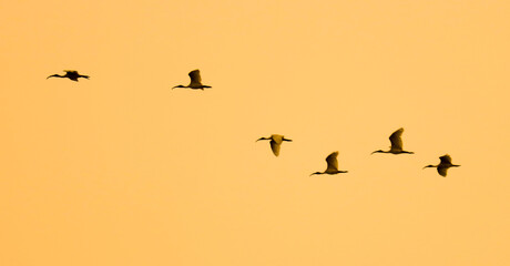 A flock of birds fly in a line across a sky