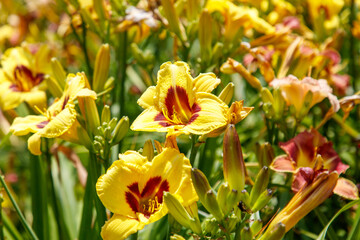 Obraz premium Bunch of yellow flowers with red spots