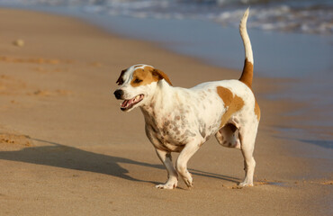 A small dog is walking on the beach, looking at the camera