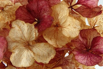 Close-up view of dried hydrangea petals in various shades.