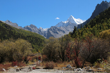 Golden roofs of a Tibetan monastery shine under a blue sky Chonggu Monastery, Yading, Sichuan, China