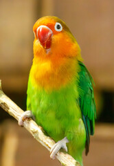 A green and yellow parrot is perched on a branch