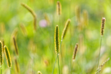Field of tall grass with a single stalk of grass in the foreground