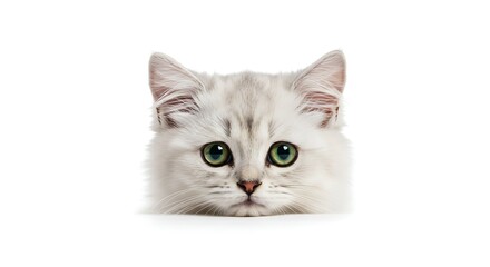 Curious Kitten Peeking with Green Eyes on White Background