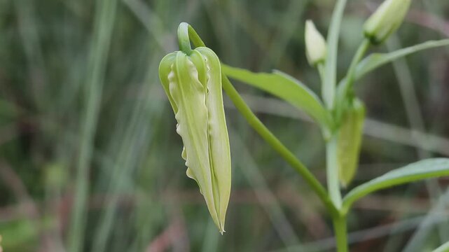 Gloriosa Lily and The Flame of the Forest