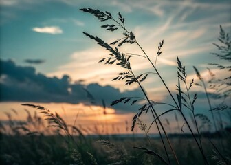 Obraz premium Silhouette of wild grass in field at sunset with dramatic sky nature background