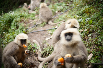 Southern Plains Langur Feeding on Fresh Fruit