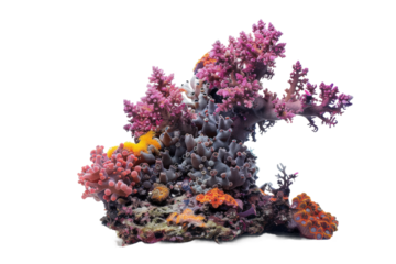 Coral structure with rough porous surface showing natural marine element for science themes.
