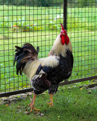 ​A majestic rooster with vibrant plumage and a lush tail stands on green grass, proudly holding...