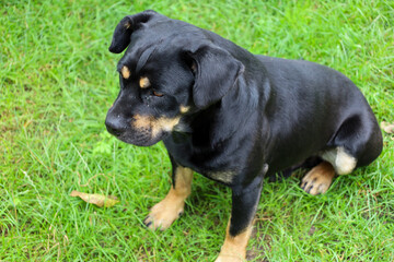The head of a dog in profile, slightly bowed in contemplation. Its gaze is focused, and its posture...