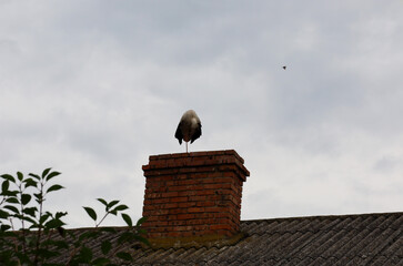A stork stands on the roof of an old house, while another bird flies in the distance against a...