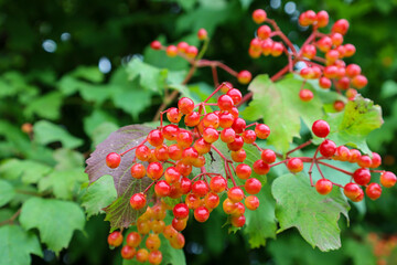 Vibrant clusters of red viburnum berries hanging from a branch against a background of green leaves. A symbol of natural beauty and fertility.