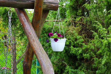 A close-up shows a white pot with vibrant purple flowers hanging from a wooden structure. In the...
