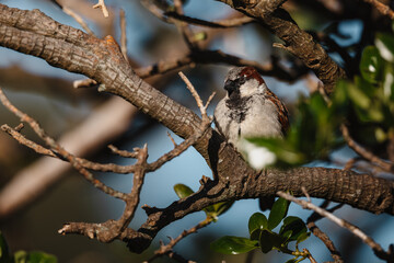 Sparrow in a Tree