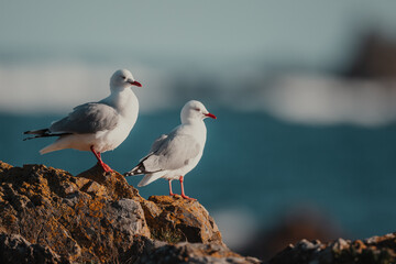 Seagulls on a rock by the ocean