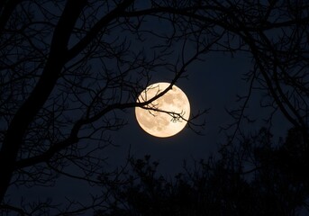 Full moon shining through silhouetted tree branches at night