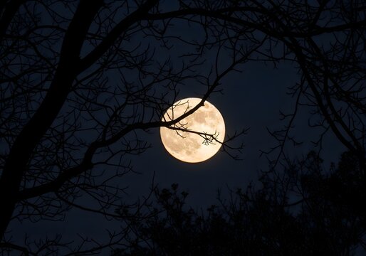 Full moon shining through silhouetted tree branches at night