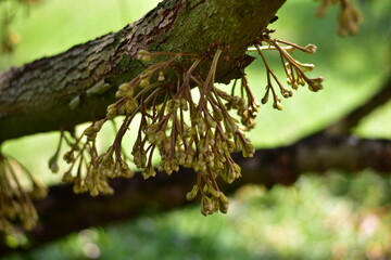 King of fruits, Close up durian flowers from the branched of durian tree in the garden, Close-up...