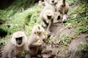 Gray Langur Monkey Eating Fruit in the Wild