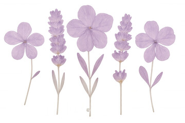 Obraz premium Studio shot of dried purple flowers and lavender on transparent background, ideal for graphic design projects