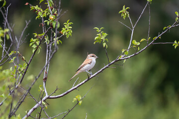 A  red-backed shrike  bird perches on a leafy branch, framed by soft green foliage.