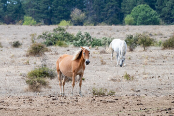 Fototapeta premium Two horses stand calmly in a dry, open field while another rests in the background, capturing a quiet moment in nature.