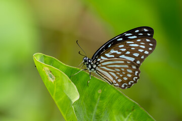 Spotted Zebra butterfly - Graphium megarus, beatiful large butterfly from Asian meadows and...